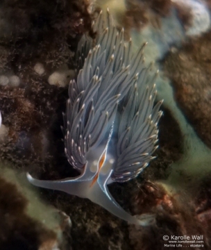 Thick-horned Nudibranch, Hermissenda crassicornis