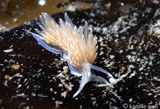 Thick-horned Nudibranch, Hermissenda crassicornis