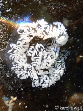 Thick-horned Nudibranch, Hermissenda crassicornis
