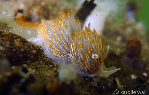 Thick-horned Nudibranch, Hermissenda crassicornis