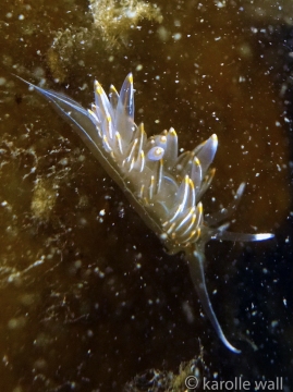 Thick-horned Nudibranch, Hermissenda crassicornis