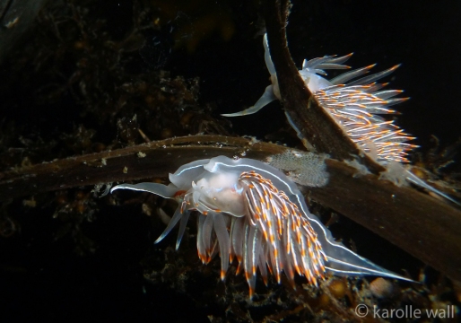Thick-horned Nudibranch, Hermissenda crassicornis
