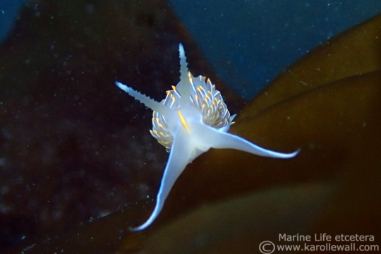 Hermissenda Crassicornus