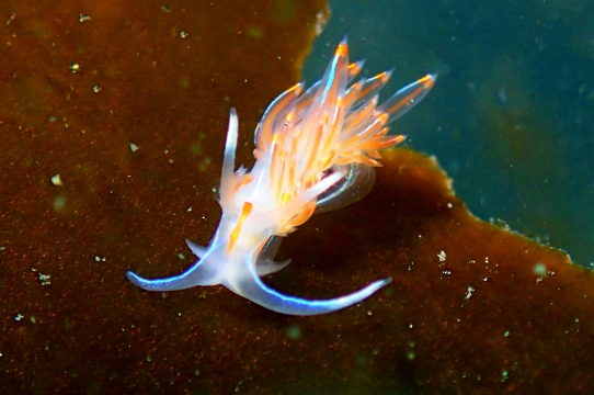 Thick-horned Nudibranch, Hermissenda crassicornis