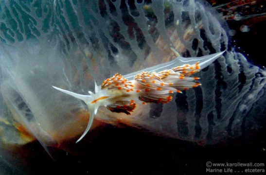 Hermissenda Crassicornus on Cyanea capillata
