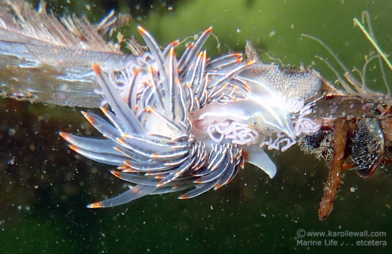 Thick-horned Nudibranch Laying Eggs on Heron Feather