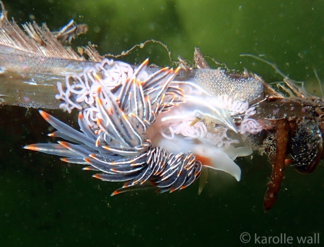 Thick-horned Nudibranch, Hermissenda crassicornis