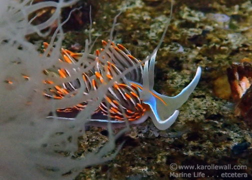 Thick-horned Nudibranch, Hermissenda crassicornis