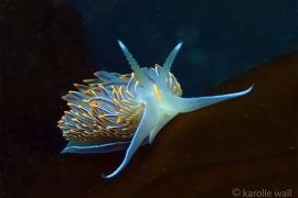 Thick-horned Nudibranch, Hermissenda crassicornis Thick-horned Nudibranch, Hermissenda crassicornis