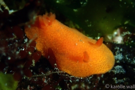 Aldisa sanguinea Aldisa sanguinea