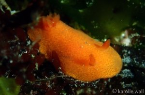 Aldisa sanguinea