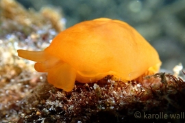 Orange Gumdrop, Berthellina delicata Orange Gumdrop, Berthellina delicata