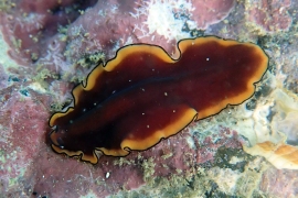 OLYMPUS DIGITAL CAMERA OLYMPUS DIGITAL CAMERA