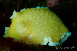 Orange Peel Nudibranch, Tochuina gigantea Orange Peel Nudibranch, Tochuina gigantea