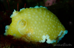 Orange Peel Nudibranch, Tochuina gigantea