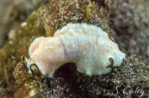 Orange-spotted flatworm, Pseudoceros 17