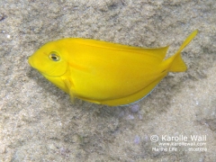 Orangeband Surgeonfish Juvenile