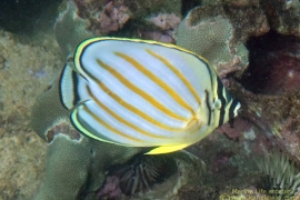 Juvenile Ornate Butterflyfish Juvenile Ornate Butterflyfish