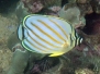 Ornate Butterflyfish