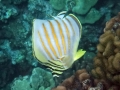 Ornate Butterflyfish
