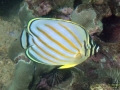Juvenile Ornate Butterflyfish