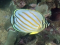 Ornate Butterflyfish, Juvenile