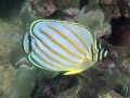 Ornate Butterflyfish, Juvenile