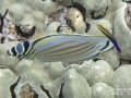 DSC02693 ornate butterflyfish cleanerWM
