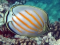 Ornate Butterflyfish