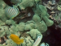 Ornate Butterflyfish