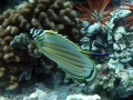 DSC06932 ornate butterfly and cleaner wrasse wm