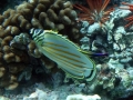Ornate Butterflyfish, Hawaiian Cleaner Wrasse