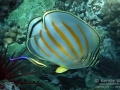 Ornate Butterflyfish, Hawaiian Cleaner Wrasse