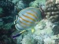 Ornate Butterflyfish, Hawaiian Cleaner Wrasse