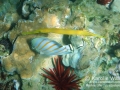 Ornate Butterflyfish and Yellow Trumpetfish