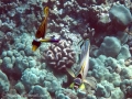 Ornate Butterflyfish, Hawaiian Cleaner Wrasse