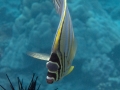 DSC09694 ornate butterflyfish wm