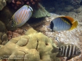 Ornate Butterflyfish, Lined Butterflyfish and Blackspot Sergeant
