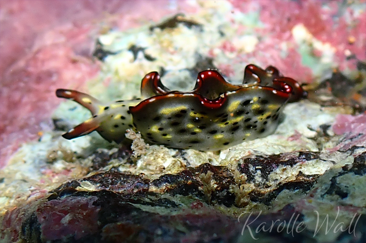 Ornate Sapsuckers, Elysia marginata - Marine Life et cetera