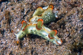 Ornate Sapsuckers Ornate Sapsuckers