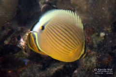 Oval Butterflyfish