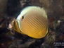 Oval Butterflyfish