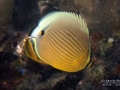 DSC00601-juvenile-oval-butterflyfish-wm