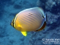 DSC00658-oval-butterflyfish-WM