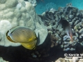 DSC01050-oval-butterflyfish-bird-wrasse-wm