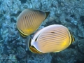 DSC01476-oval-butterflyfish