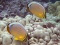DSC01694-oval-butterflyfish-wm