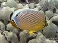 DSC01695-oval-butterflyfish-wm