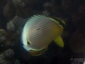 DSC03427juvenile-ornate-butterflyfish-wm