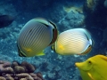 DSC05947-oval-butterflyfish-exc-wm